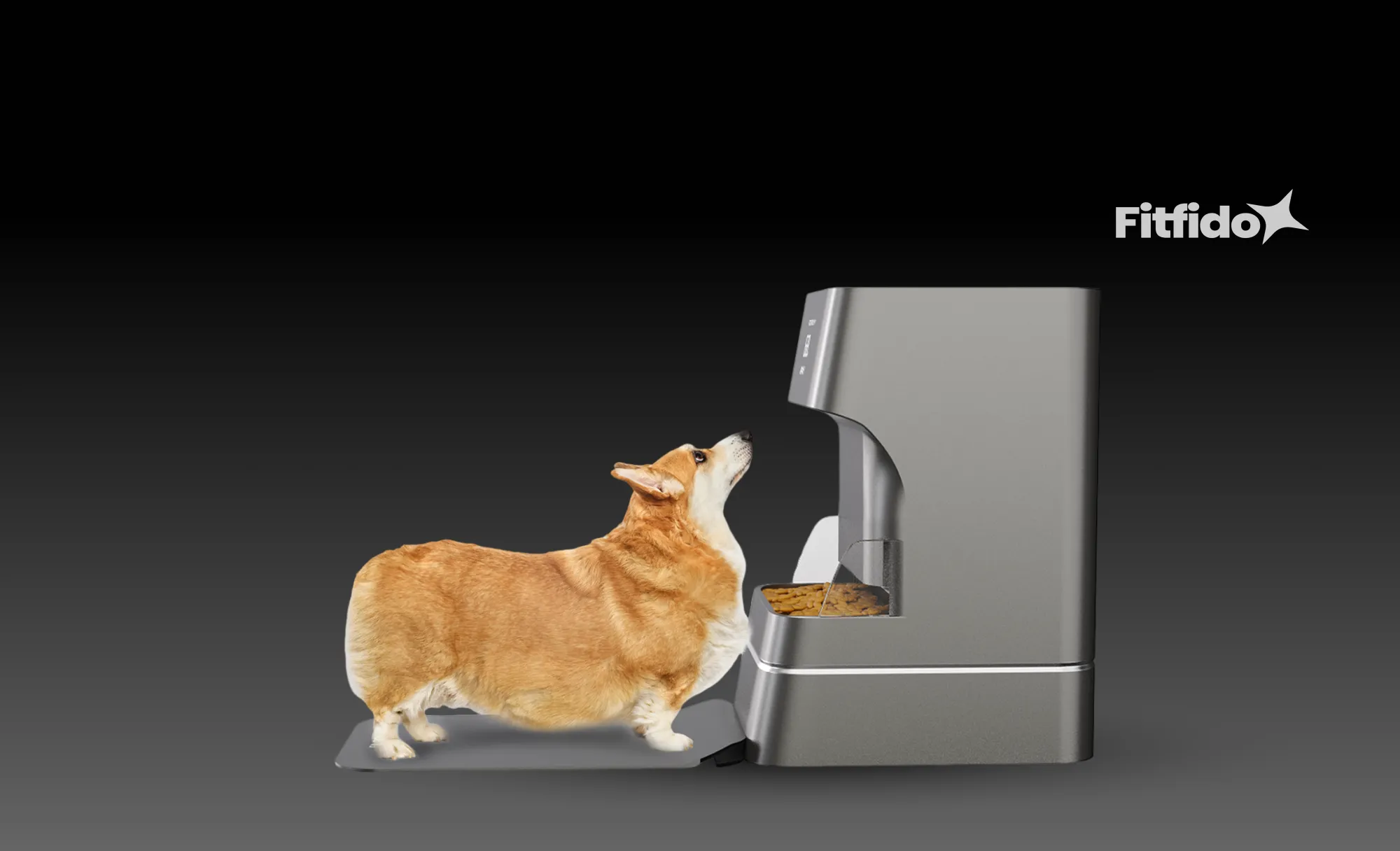 Fitfido feeder with a corgi eating