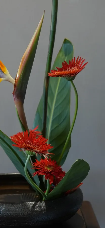 Reference photo of red gerberas in an ikebana arrangement