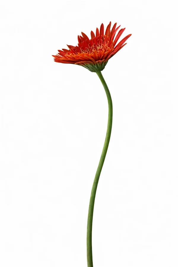 AI-generated gerbera on a white background